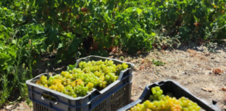 Παραλαβή σταφυλιών από 28-8-2023 έως και 2-9-2023