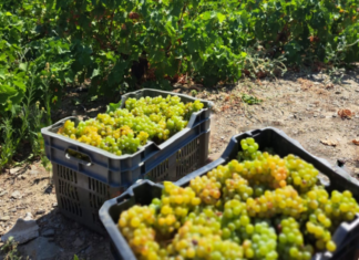 Παραλαβή σταφυλιών από 28-8-2023 έως και 2-9-2023