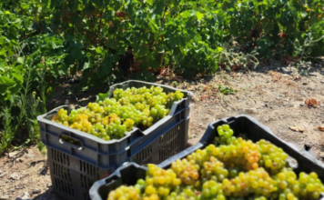 Παραλαβή σταφυλιών από 14-08-23 έως & 19-08-2023