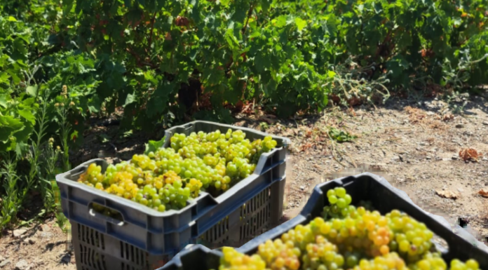 Παραλαβή σταφυλιών από 14-08-23 έως & 19-08-2023