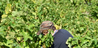 Παραλαβή δελτίων παράδοσης σταφυλιών 2023