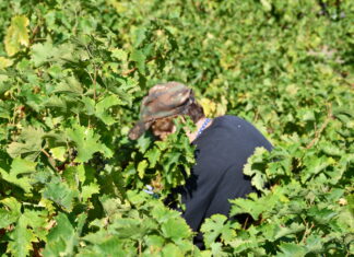 Παραλαβή σταφυλιών από 25-09-2023 έως και 29-09-2023