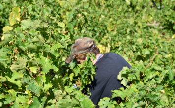 Παραλαβή σταφυλιών από 25-09-2023 έως και 29-09-2023