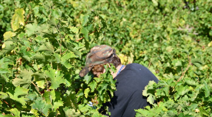 Παραλαβή σταφυλιών από 25-09-2023 έως και 29-09-2023