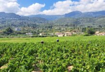 Παραλαβή σταφυλιών από 18-09-2023 έως και 22-09-2023