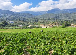 Παραλαβή σταφυλιών από 18-09-2023 έως και 22-09-2023