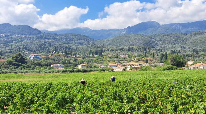 Παραλαβή σταφυλιών από 18-09-2023 έως και 22-09-2023