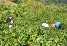 ΑΝΑΚΟΙΝΩΣΗ – “Αναδιάρθωση και μετατροπή αμπελώνων 2023” (Δελτίο Τύπου)