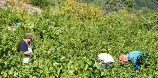 ΑΝΑΚΟΙΝΩΣΗ – “Αναδιάρθωση και μετατροπή αμπελώνων 2023” (Δελτίο Τύπου)