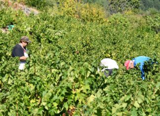 ΑΝΑΚΟΙΝΩΣΗ – “Αναδιάρθωση και μετατροπή αμπελώνων 2023” (Δελτίο Τύπου)