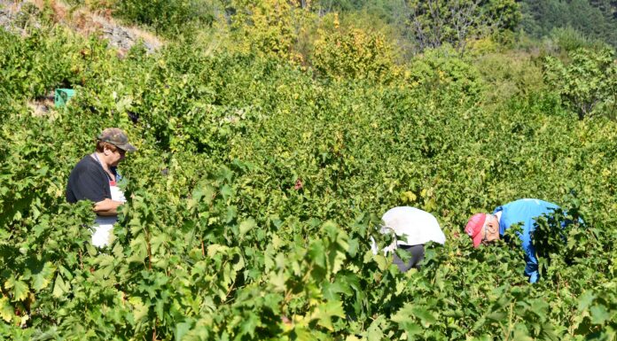 ΑΝΑΚΟΙΝΩΣΗ – “Αναδιάρθωση και μετατροπή αμπελώνων 2023” (Δελτίο Τύπου)