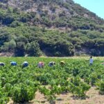 Πρόγραμμα για «Νέους Αγρότες» με δελεαστικούς όρους για το 2024