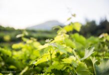 ΑΝΑΚΟΙΝΩΣΗ ΦΥΤΟΠΡΟΣΤΑΣΙΑΣ (Δελτίο Τύπου)