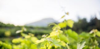 ΑΝΑΚΟΙΝΩΣΗ ΦΥΤΟΠΡΟΣΤΑΣΙΑΣ (Δελτίο Τύπου)