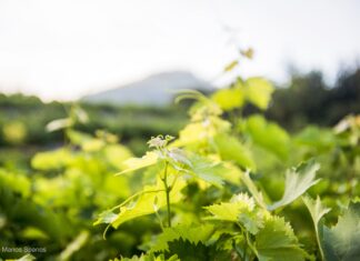 ΑΝΑΚΟΙΝΩΣΗ ΦΥΤΟΠΡΟΣΤΑΣΙΑΣ (Δελτίο Τύπου)