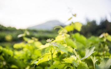 ΑΝΑΚΟΙΝΩΣΗ ΦΥΤΟΠΡΟΣΤΑΣΙΑΣ (Δελτίο Τύπου)