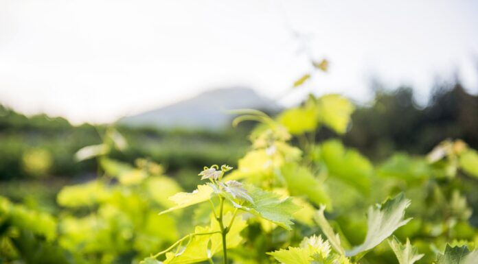 ΑΝΑΚΟΙΝΩΣΗ ΦΥΤΟΠΡΟΣΤΑΣΙΑΣ (Δελτίο Τύπου)