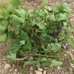 Δήλωση ζημιάς από ανεμοθύελλα