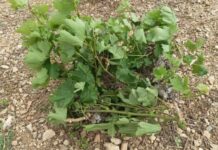 Δήλωση ζημιάς από ανεμοθύελλα