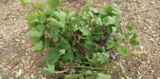 Δήλωση ζημιάς από ανεμοθύελλα