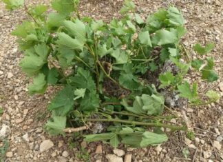 Δήλωση ζημιάς από ανεμοθύελλα