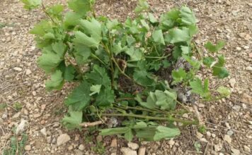 Δήλωση ζημιάς από ανεμοθύελλα