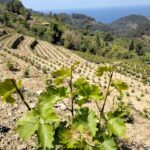 Αιτήσεις για άδειες νέας φύτευσης αμπελώνων