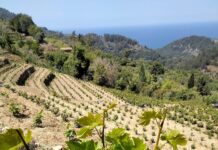 Αιτήσεις για άδειες νέας φύτευσης αμπελώνων