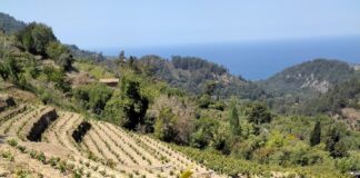 Αιτήσεις για άδειες νέας φύτευσης αμπελώνων