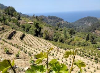 Αιτήσεις για άδειες νέας φύτευσης αμπελώνων