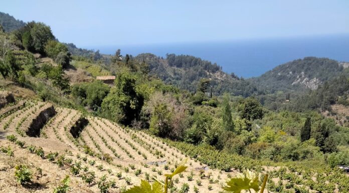 Αιτήσεις για άδειες νέας φύτευσης αμπελώνων