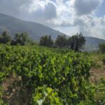 ΑΜΠΕΛΩΝΑΣ ΘΕΣΗ ΜΟΥΖΑΚΙΑ ΣΑΜΟΥ