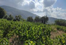 Ανηφορίζοντας στους αμπελώνες των «Αρχέγονων Εδαφών» της Σάμου