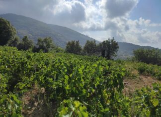 Ανηφορίζοντας στους αμπελώνες των «Αρχέγονων Εδαφών» της Σάμου