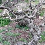 ΑΡΧΕΓΟΝΑ ΕΔΑΦΗ