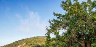 ΑΝΑΚΟΙΝΩΣΗ ΨΕΚΑΣΜΟΥ ΕΥΔΕΜΙΔΑΣ