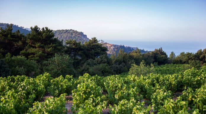 ΑΝΑΚΟΙΝΩΣΗ ΨΕΚΑΣΜΟΥ ΕΥΔΕΜΙΔΑΣ 2024