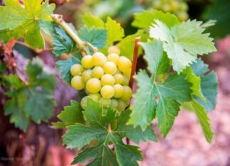 ΑΠΟΤΕΛΕΣΜΑΤΑ ΕΚΛΟΓΩΝ ΣΤΟΝ ΕΟΣ ΣΑΜΟΥ