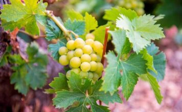 Παραλαβή σταφυλιών από 08-09 έως και 12-09-2025