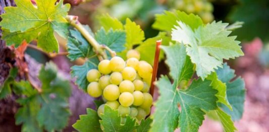 ΑΠΟΤΕΛΕΣΜΑΤΑ ΕΚΛΟΓΩΝ ΣΤΟΝ ΕΟΣ ΣΑΜΟΥ