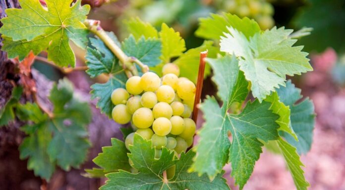 ΑΠΟΤΕΛΕΣΜΑΤΑ ΕΚΛΟΓΩΝ ΣΤΟΝ ΕΟΣ ΣΑΜΟΥ