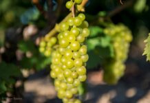 Παραλαβή σταφυλιών από 02-09 έως και 07-09-2024