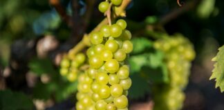 Παραλαβή σταφυλιών από 02-09 έως και 07-09-2024