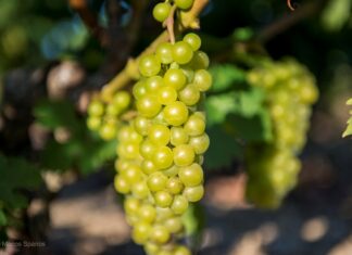 Παραλαβή σταφυλιών από 02-09 έως και 07-09-2024