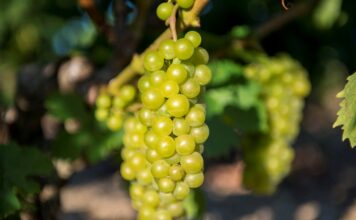 Παραλαβή σταφυλιών από 29-07 έως και 02-08-2024
