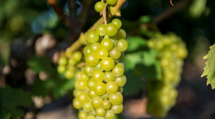 Παραλαβή σταφυλιών από 29-07 έως και 02-08-2024