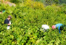 ΠΡΩΙΜΟΣ ΑΛΛΑ ΕΞΑΙΡΕΤΙΚΗΣ ΠΟΙΟΤΗΤΑΣ Ο ΤΡΥΓΟΣ ΤΟΥ ΣΑΜΙΩΤΙΚΟΥ ΜΟΣΧΑΤΟΥ