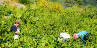 ΠΡΩΙΜΟΣ ΑΛΛΑ ΕΞΑΙΡΕΤΙΚΗΣ ΠΟΙΟΤΗΤΑΣ Ο ΤΡΥΓΟΣ ΤΟΥ ΣΑΜΙΩΤΙΚΟΥ ΜΟΣΧΑΤΟΥ