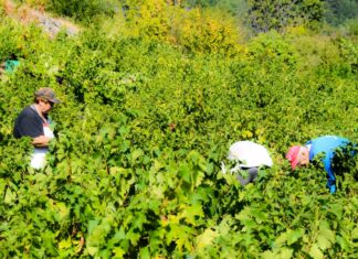 ΠΡΩΙΜΟΣ ΑΛΛΑ ΕΞΑΙΡΕΤΙΚΗΣ ΠΟΙΟΤΗΤΑΣ Ο ΤΡΥΓΟΣ ΤΟΥ ΣΑΜΙΩΤΙΚΟΥ ΜΟΣΧΑΤΟΥ