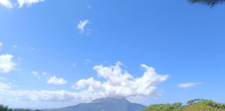 Ανακοίνωση – Αναδιάρθωση και μετατροπή αμπελώνων 2024